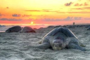 Velas-Maharashtra-–-The-Turtle-Haven-of-Konkan